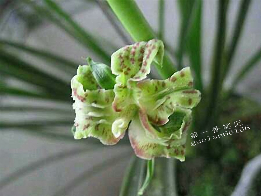 469：清幽致远的送春让我不能忘怀