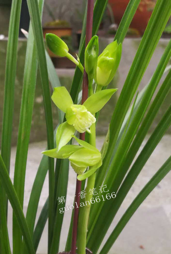 469：清幽致远的送春让我不能忘怀