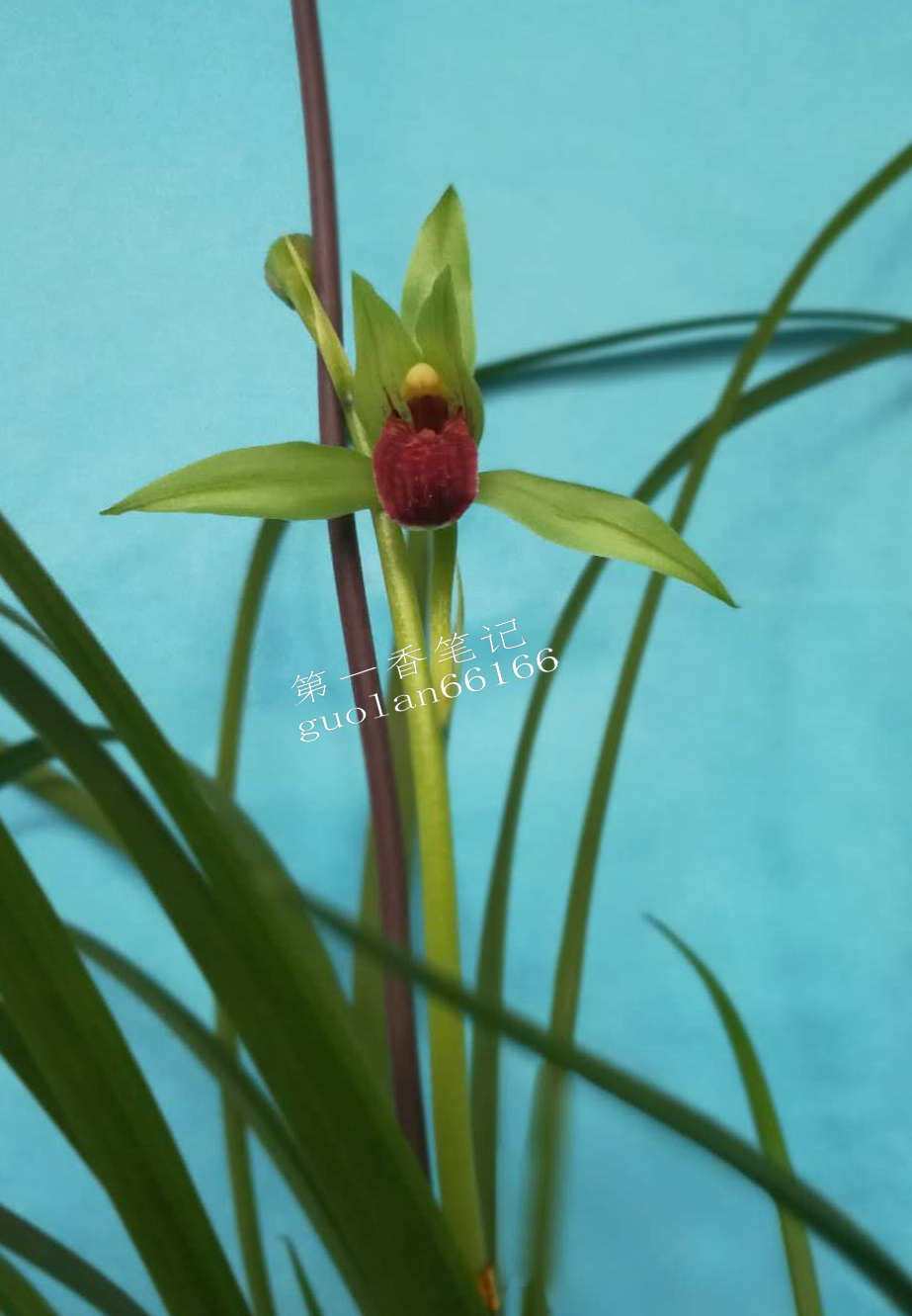 469：清幽致远的送春让我不能忘怀