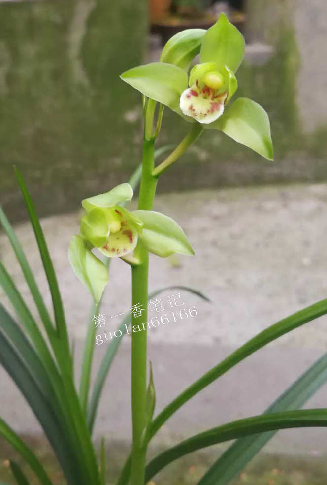 469：清幽致远的送春让我不能忘怀