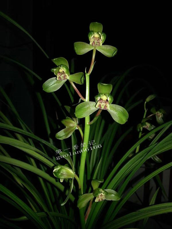 469：清幽致远的送春让我不能忘怀