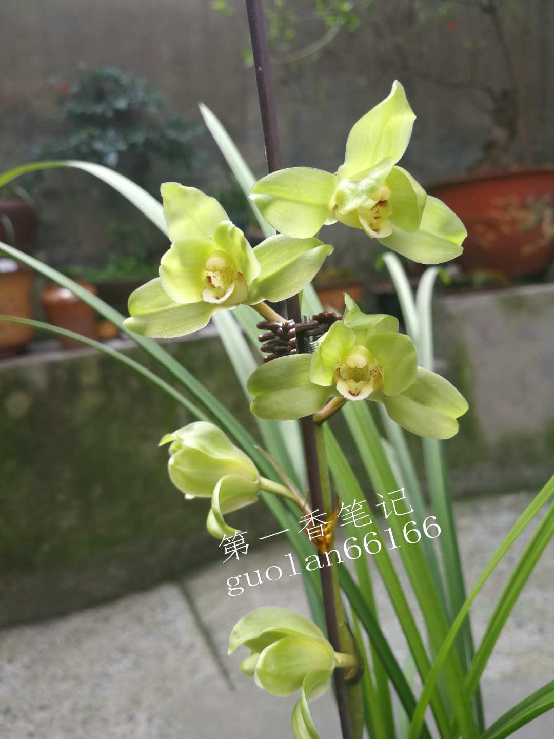 469：清幽致远的送春让我不能忘怀