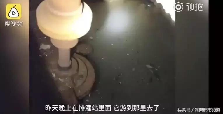 没有感情的广东人！台风天救起的乌龟，第二天就炖汤啦？