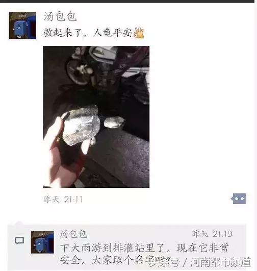 没有感情的广东人！台风天救起的乌龟，第二天就炖汤啦？