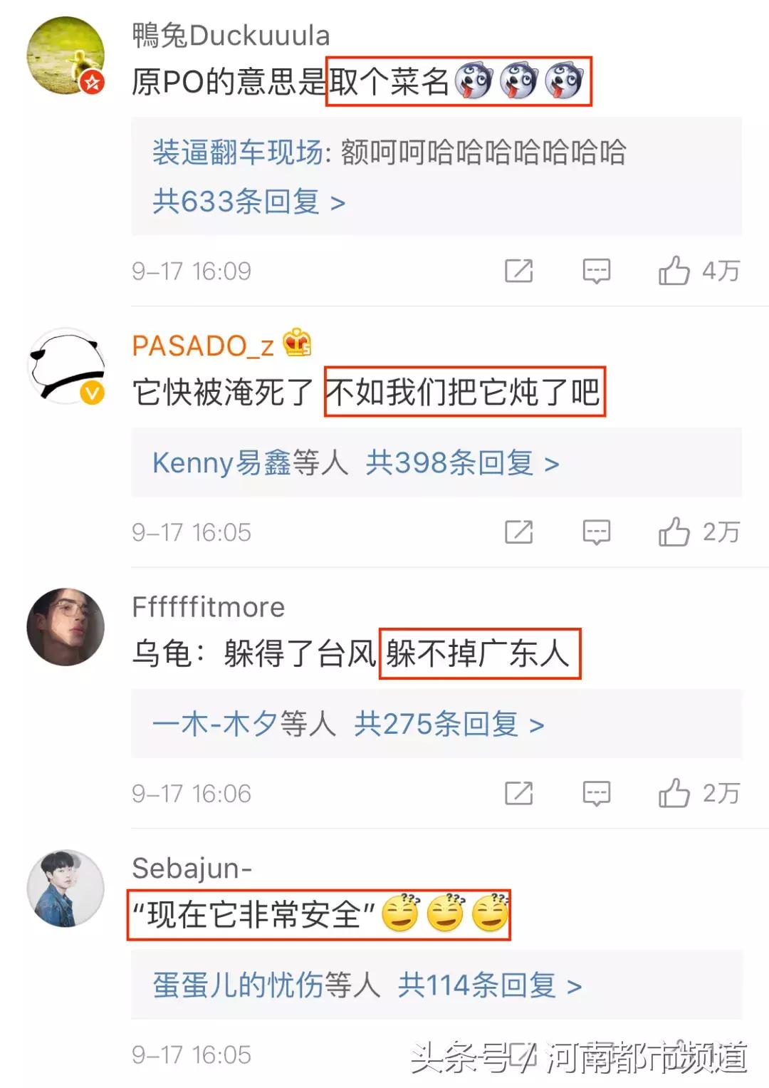 没有感情的广东人！台风天救起的乌龟，第二天就炖汤啦？