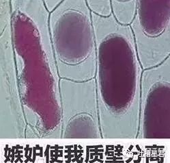 女子买了一双500的鞋,gucci鞋鞋带