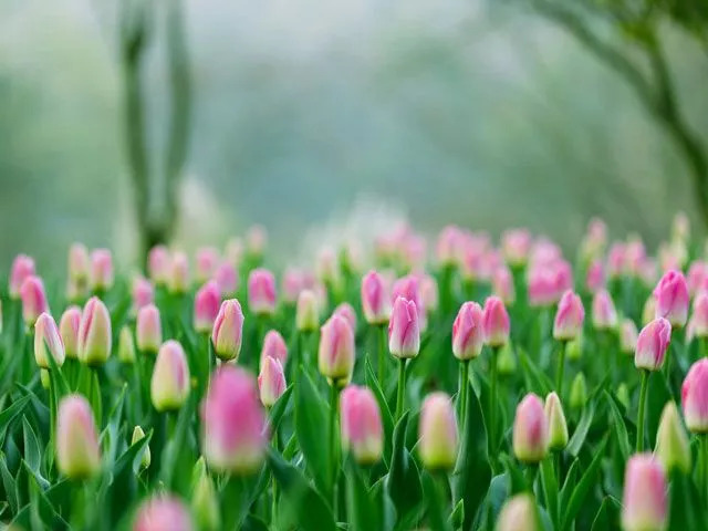 北京大学是怎么创建的,北京大学的英文为什么是peking