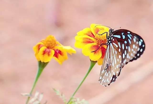 温州10岁男孩吃猕猴桃休克这些过敏原你意想不到