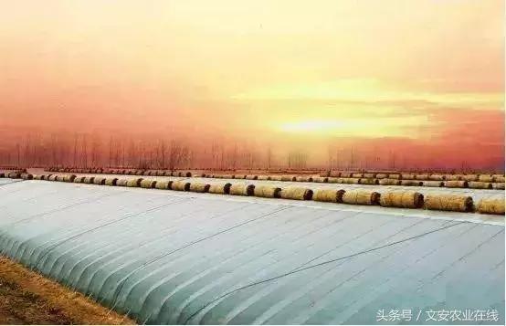 温室大棚有哪些优缺点,史上最全的温室大棚知识大盘点