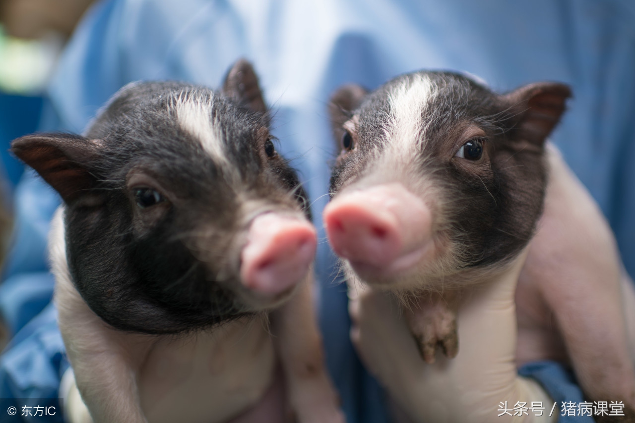 猪用抗生素药中毒的症状是什么,猪抗生素中毒怎么治疗