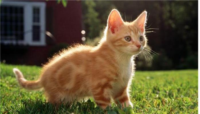 有长期的流浪猫来你家有什么说法,流浪猫来到家门口要不要收养