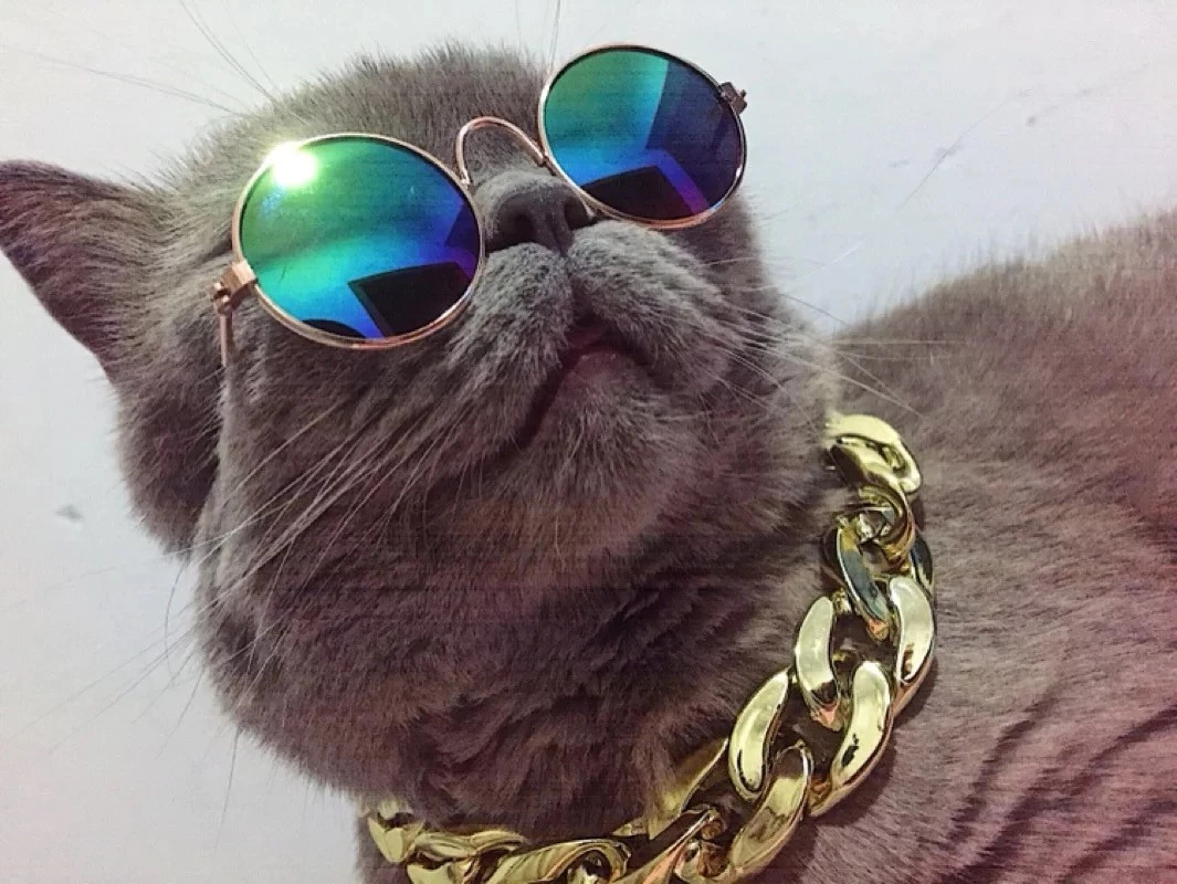 今天给你们看看那些闲得要命、富得流油的猫！