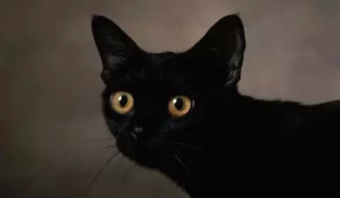 今天给你们看看那些闲得要命、富得流油的猫！