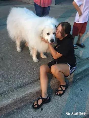 网上购买狗粮怎么辨别是否安全,网购狗粮的危害