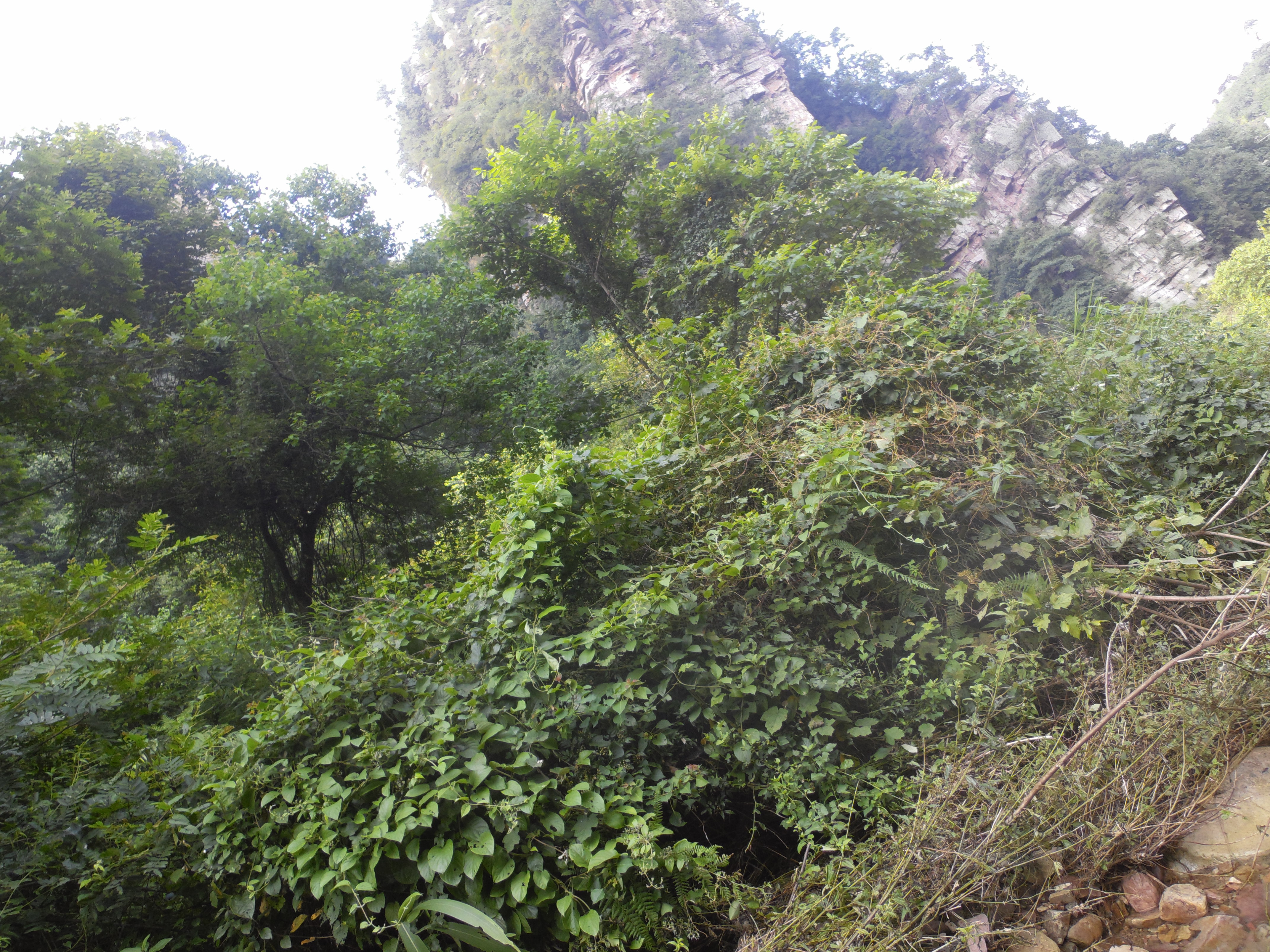 李时珍说茶,李时珍睡眼茶