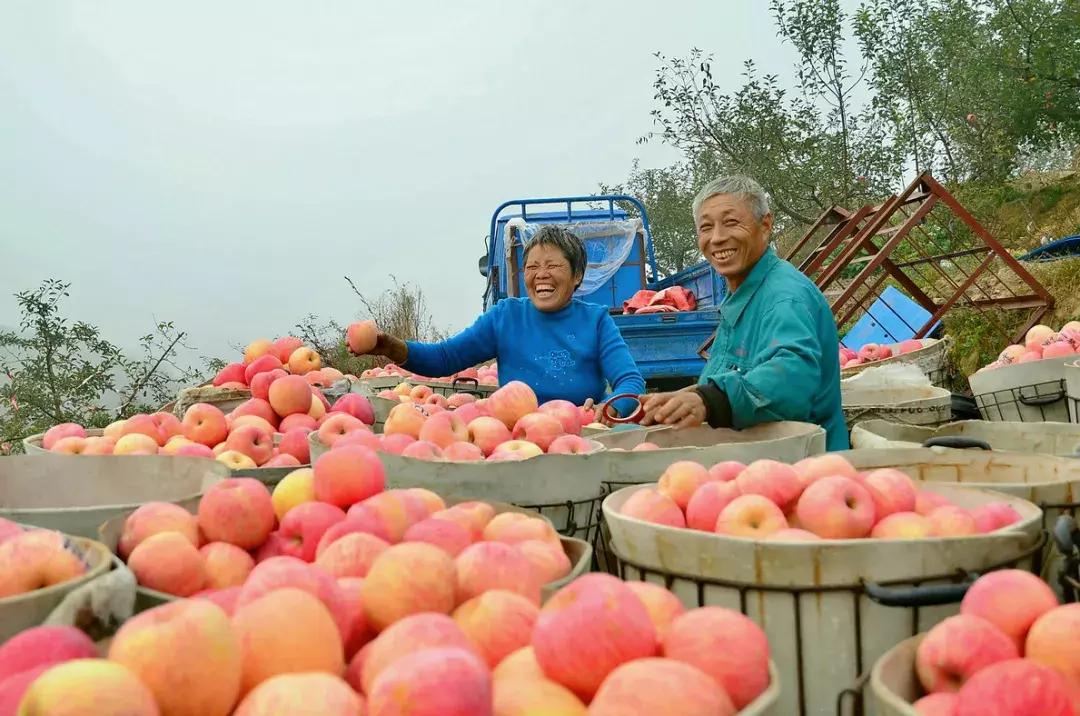 烟台苹果节大赛,烟台苹果节第几届