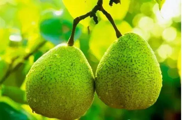 烟台苹果节大赛,烟台苹果节第几届