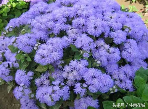 9月13号生日花语,生日花语9月16日