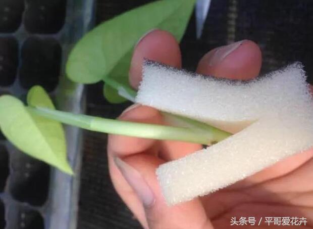 落地生根扦插方法,花卉插扦方法生根快