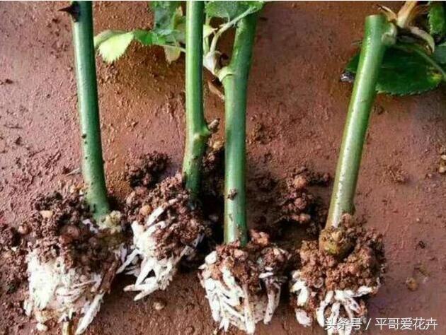 落地生根扦插方法,花卉插扦方法生根快