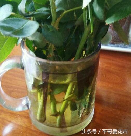 落地生根扦插方法,花卉插扦方法生根快