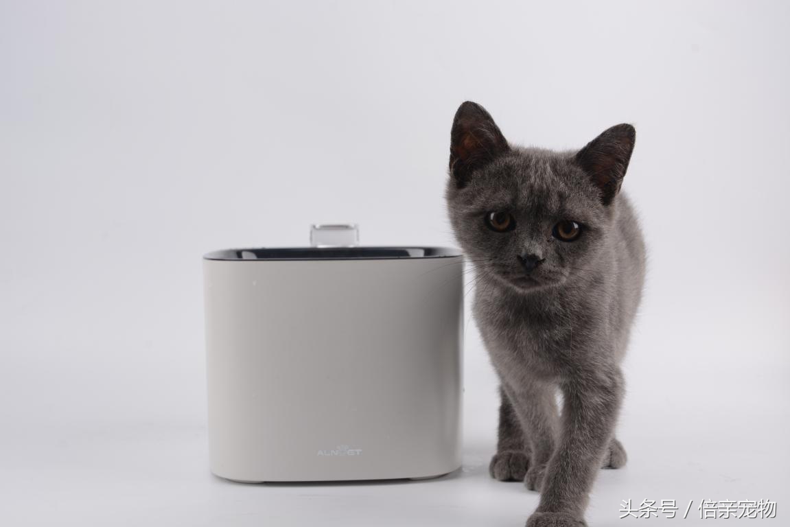 猫不会去猫砂盆上厕所怎么办,猫不在猫砂盆里上厕所有什么办法