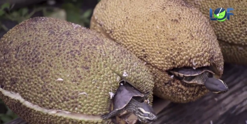 瓒婂崡鑿犺悵铚滅儰涔岄緹,瓒婂崡缇庨鑿犺悵铚滅儰涔岄緹