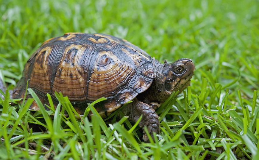 瓒婂崡鑿犺悵铚滅儰涔岄緹,瓒婂崡缇庨鑿犺悵铚滅儰涔岄緹