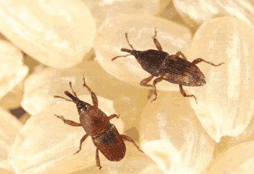 明明密封好的大米为什么会长虫,明明密封好的大米为何还会生虫