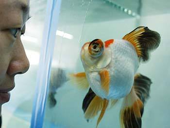 观赏鱼细菌性肠炎是什么,观赏鱼肠炎怎么判断治没治愈