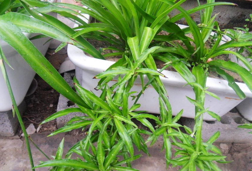 油烟机废油养花的正确方法,油烟机里的废油怎么给花当肥料