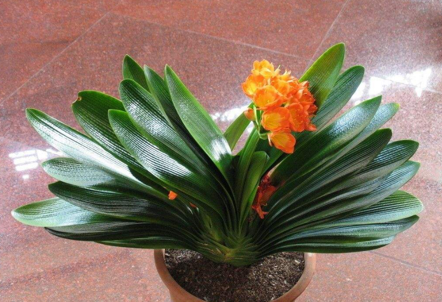 油烟机废油养花的正确方法,油烟机里的废油怎么给花当肥料