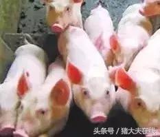 技术贴:猪传染性胸膜肺炎?不要慌,教你如何解决!