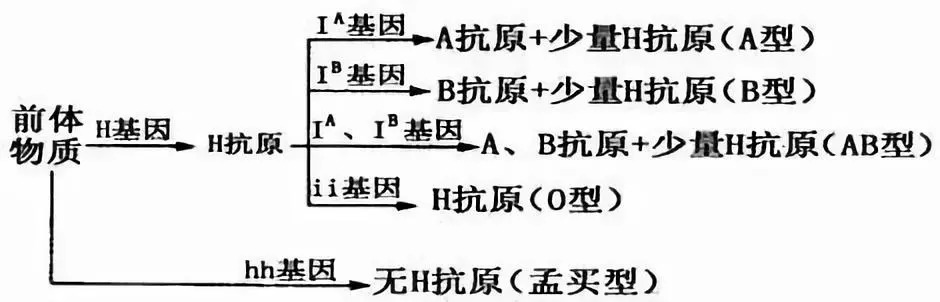 妈妈a型血爸爸b型血宝宝却是o型血,妈妈a型血爸爸b型血能生出o型血吗