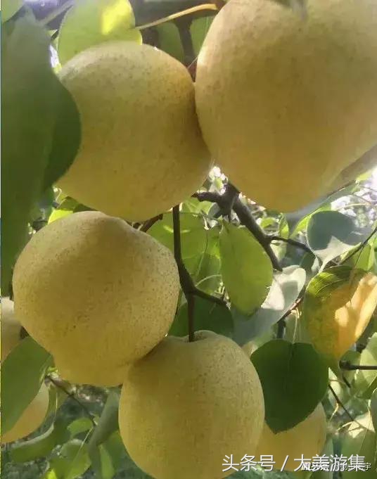 舌尖上的美食之面食,宿州十大特产小吃