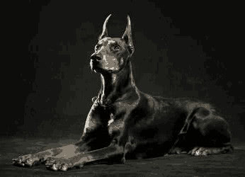 杜宾犬是什么犬类,杜宾犬属于什么犬种