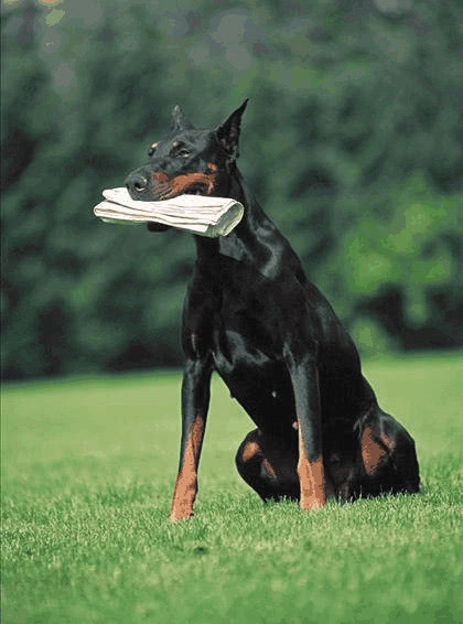 杜宾犬是什么犬类,杜宾犬属于什么犬种