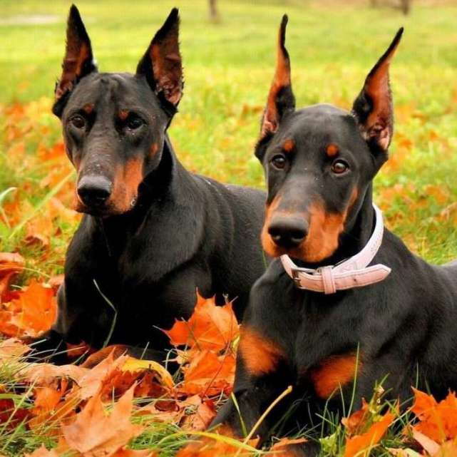 杜宾犬是什么犬类,杜宾犬属于什么犬种