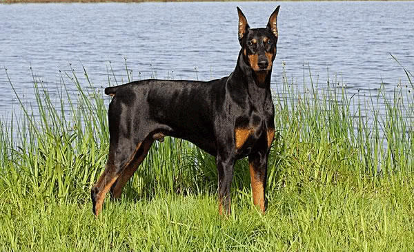 杜宾犬是什么犬类,杜宾犬属于什么犬种