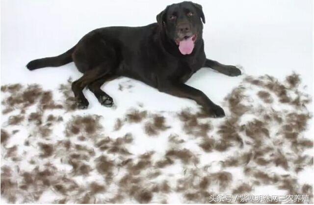 新手养拉布拉多入门必备攻略,拉布拉多养殖攻略