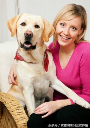 新手养拉布拉多入门必备攻略,拉布拉多养殖攻略