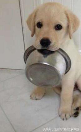 新手养拉布拉多入门必备攻略,拉布拉多养殖攻略