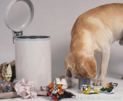 新手养拉布拉多入门必备攻略,拉布拉多养殖攻略