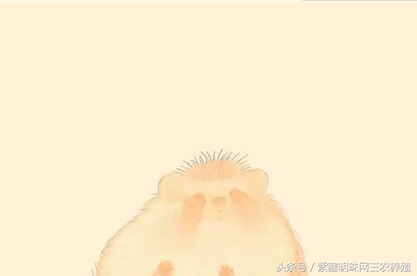 刺猬养殖攻略,刺猬养殖入门必知