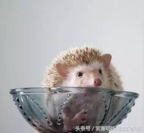 刺猬养殖攻略,刺猬养殖入门必知