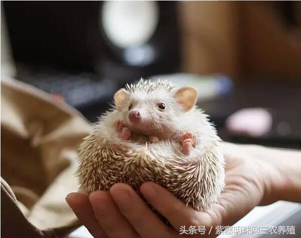 刺猬养殖攻略,刺猬养殖入门必知