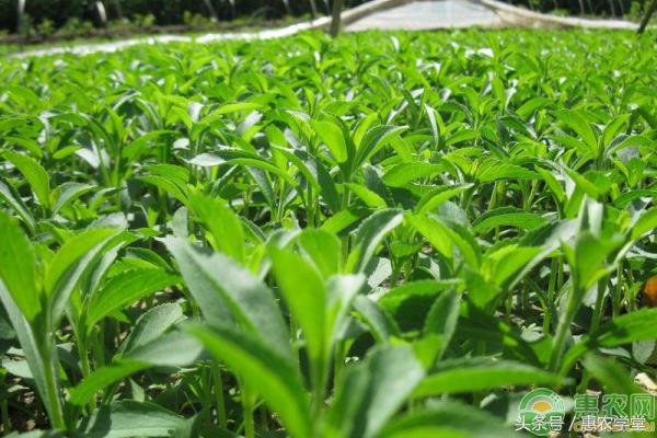 甜叶菊的功效及食用方法,甜叶菊和甜叶菊的区别