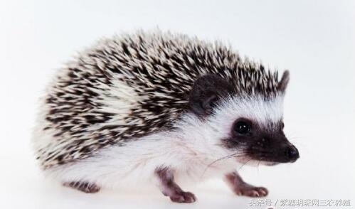 紫珠盆栽的养殖方法和注意事项,紫珍珠的养殖方法及注意事项