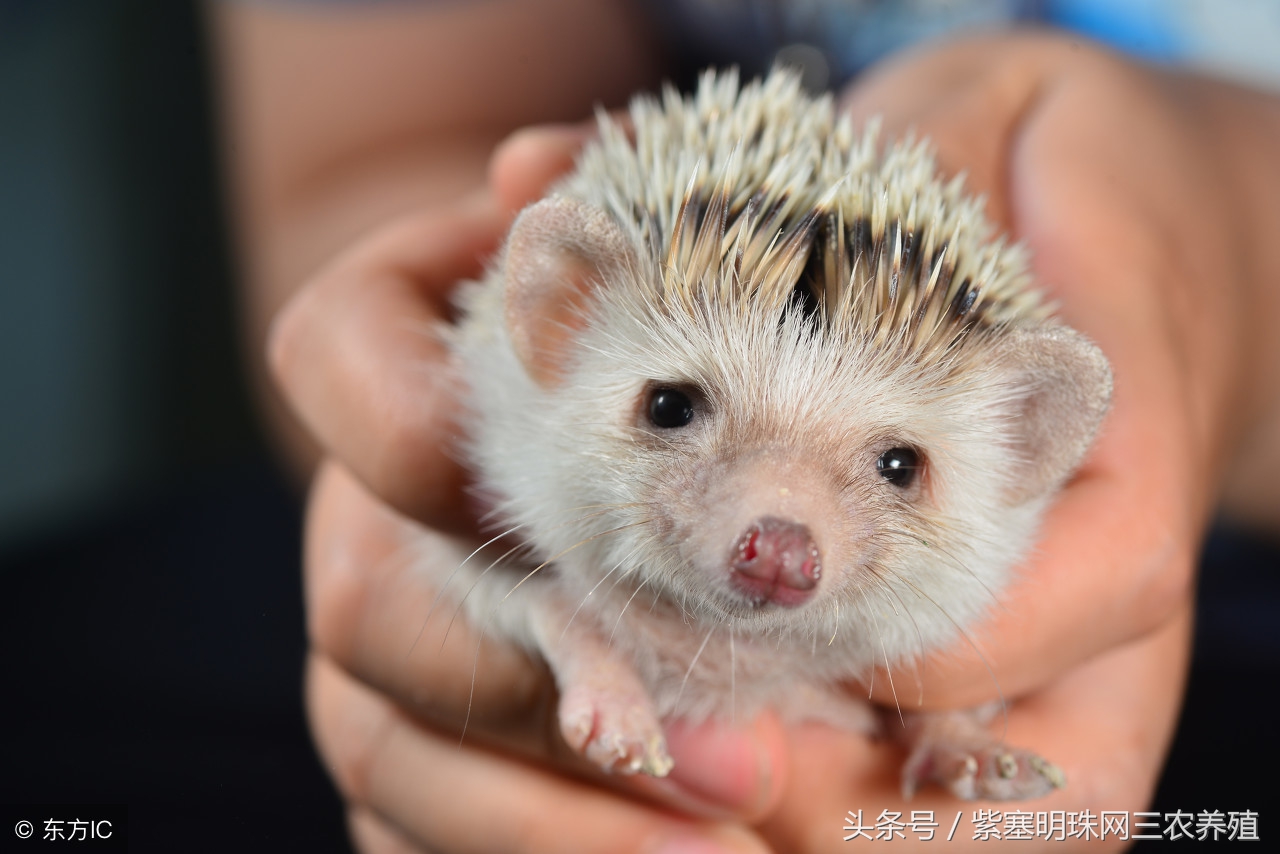 紫珠盆栽的养殖方法和注意事项,紫珍珠的养殖方法及注意事项