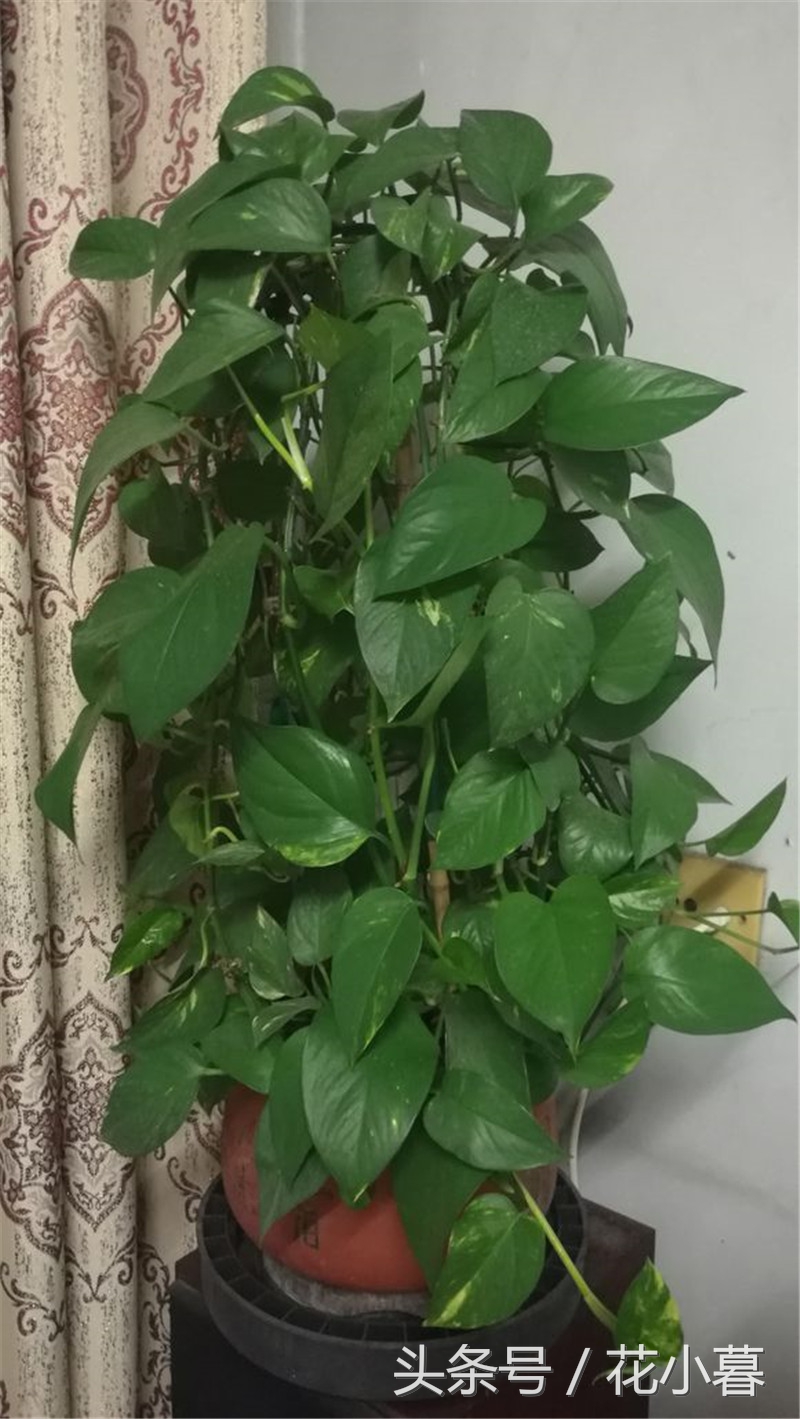 绿萝怎样爬墙长得快,绿萝可以直接爬墙吗